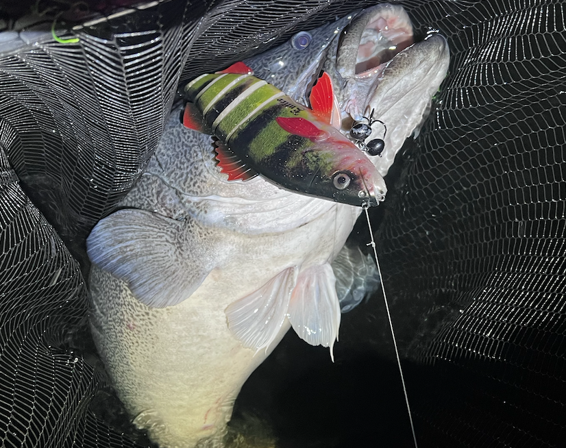 Entice Gotcha Max Lure